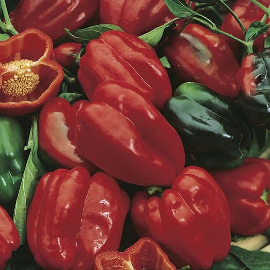 Fothergill's RHS Pepper Sweet Redskin F1 Vegetable Seeds