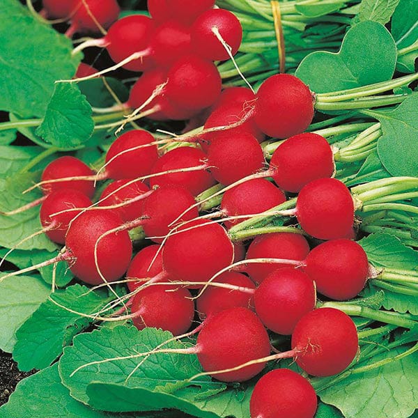 Fothergill's Radish Celesta F1 Seeds