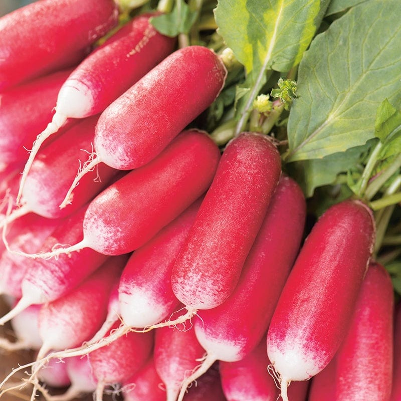 Fothergill's Radish French Breakfast 3 Seeds