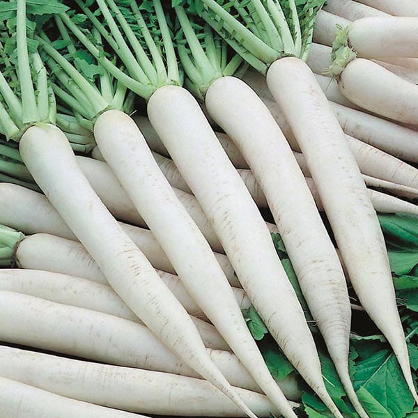 Fothergill's Radish Mooli Mino Early Seeds
