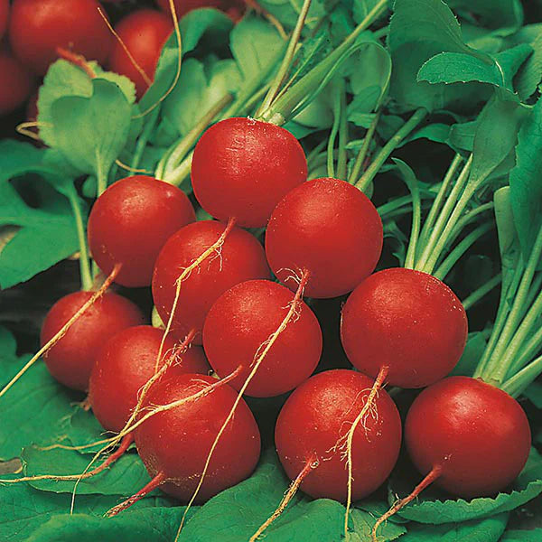 Fothergill's Radish Scarlet Globe Seeds