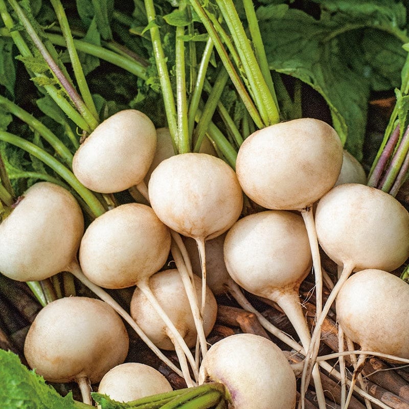 Fothergill's Radish Whitella F1 Vegetable Seeds