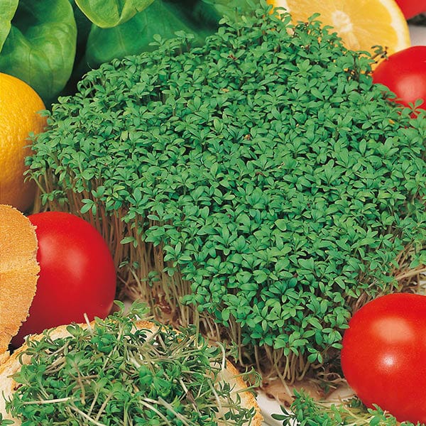 Fothergill's Salad Leaves Cress Fine Curled Seeds