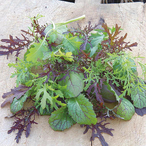 Fothergill's Salad Leaves Mustard Colour & Bite Seeds