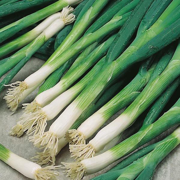 Fothergill's Spring Onion Evergreen Bunching Seeds