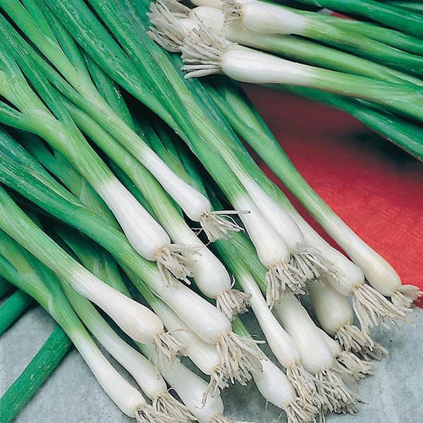 Fothergill's Spring Onion Guardsman Seeds