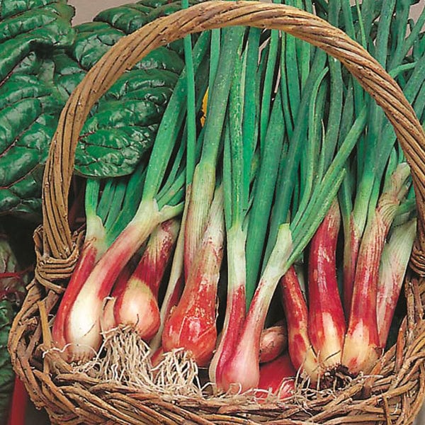 Fothergill's Spring Onion North Holland Blood Red Seeds