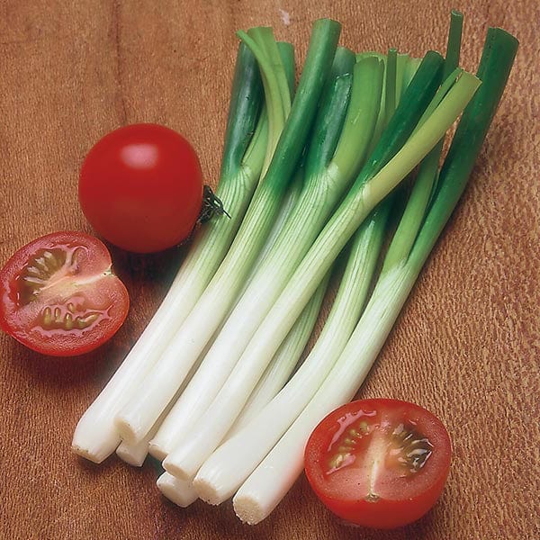 Fothergill's Spring Onion Ramrod Seeds