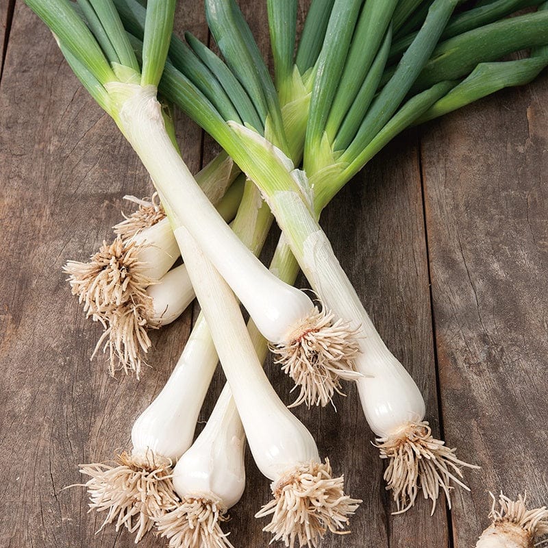 Fothergill's Spring Onion White Lisbon Winter Hardy Seeds
