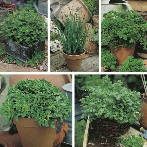 Fothergill's Windowsill Herb Mat Collection Seeds