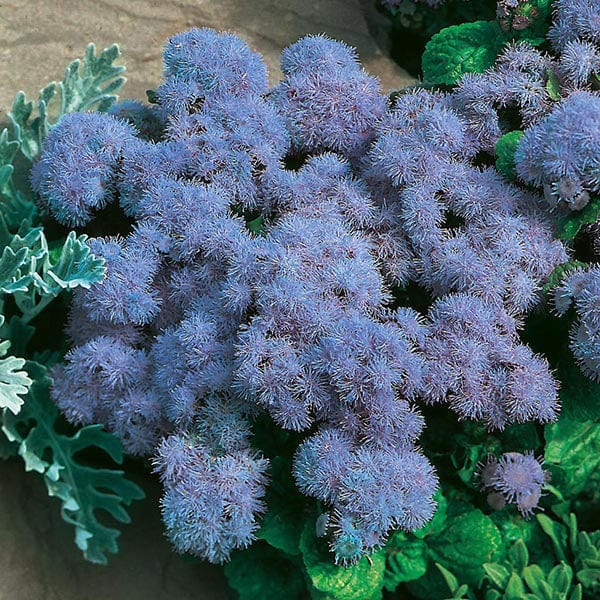 Fothergills Ageratum Blue Mink Seeds