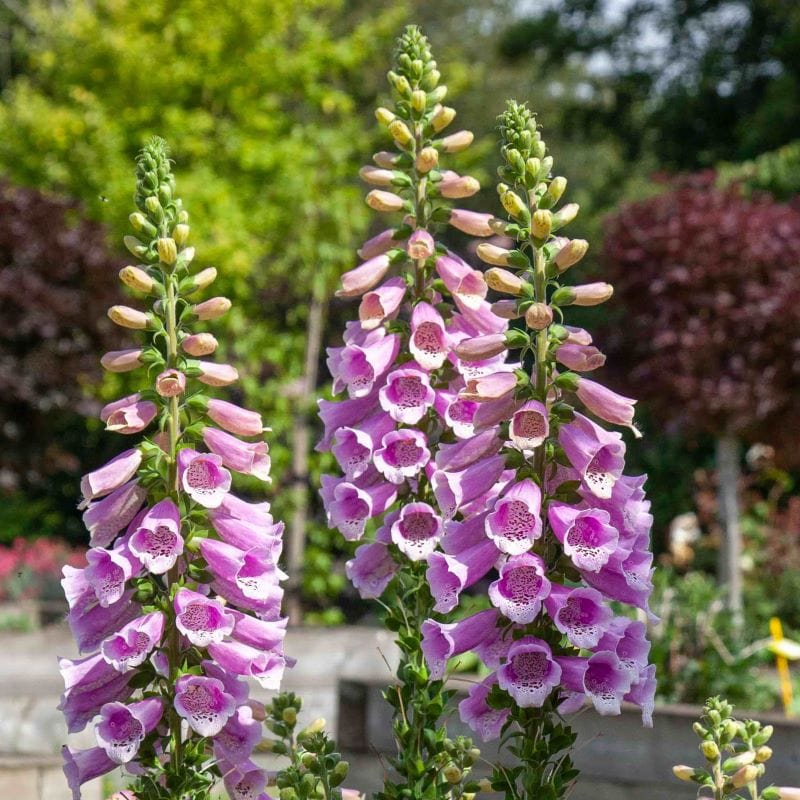 Fothergill's Foxglove Dottie Warm Rose F1 Seeds