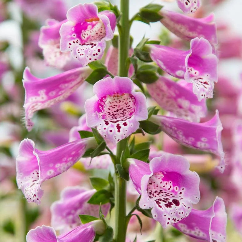Fothergill's Foxglove Dottie Warm Rose F1 Seeds