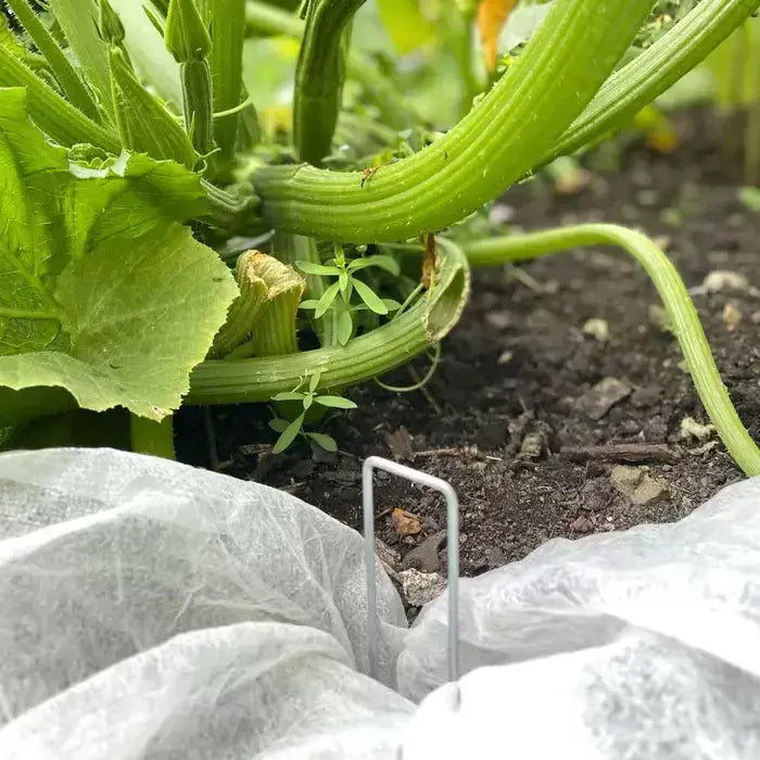 Growers Choice metal U-shaped fabric hoop pegs securing white horticultural plant protection fleece into garden soil