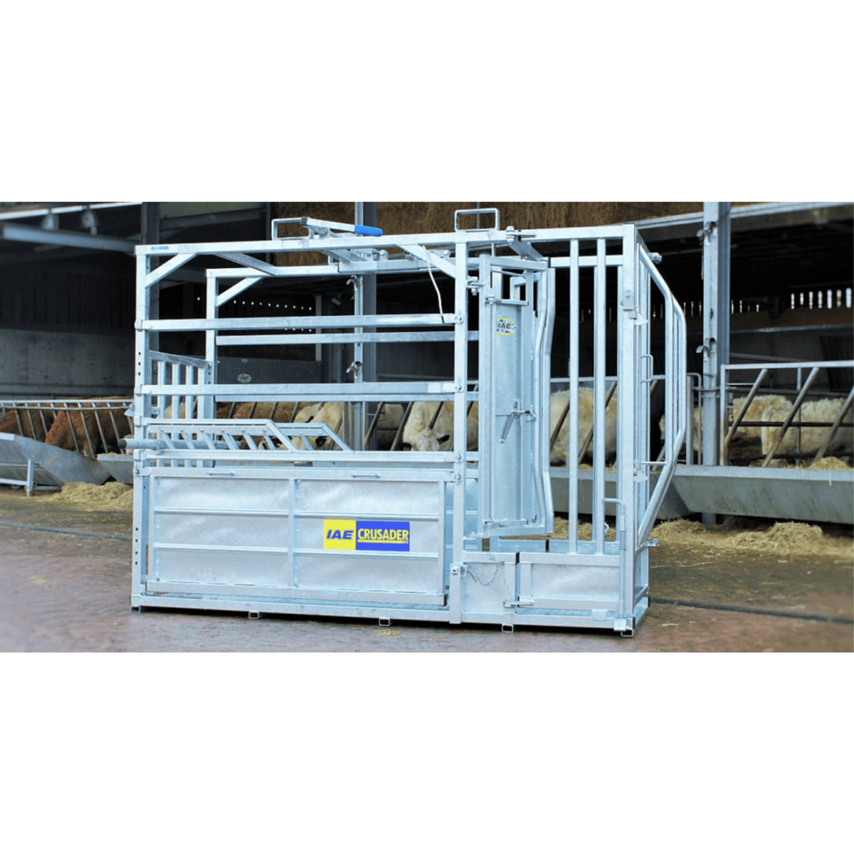 Heavy duty galvanised IAE Crusader Plus cattle crush with manual yoke and side access doors for farm stock handling