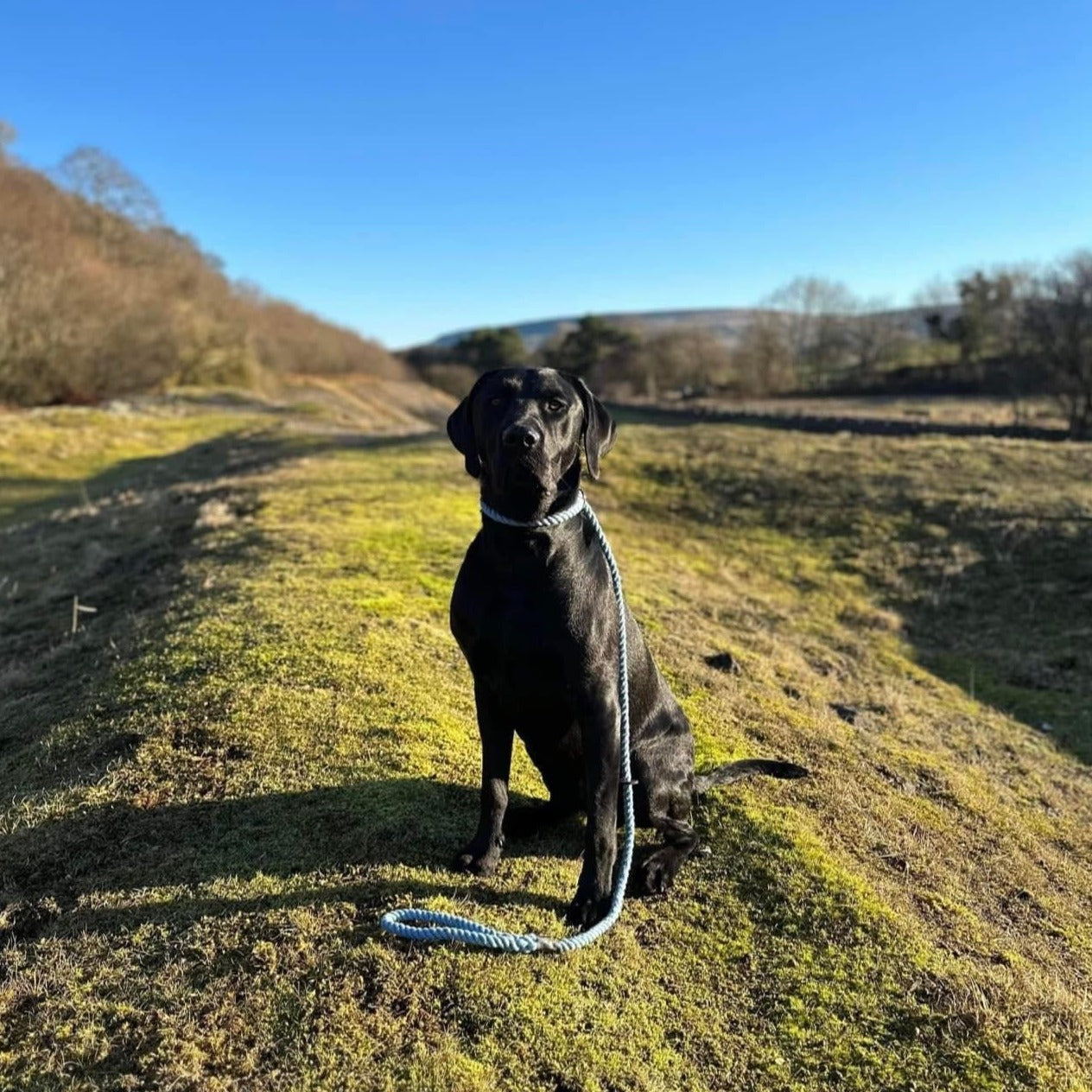 Askrigg Cotton Dog Slip Lead