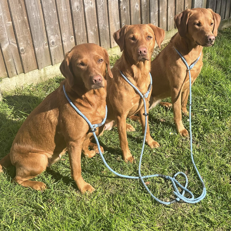 Askrigg Cotton Dog Slip Lead