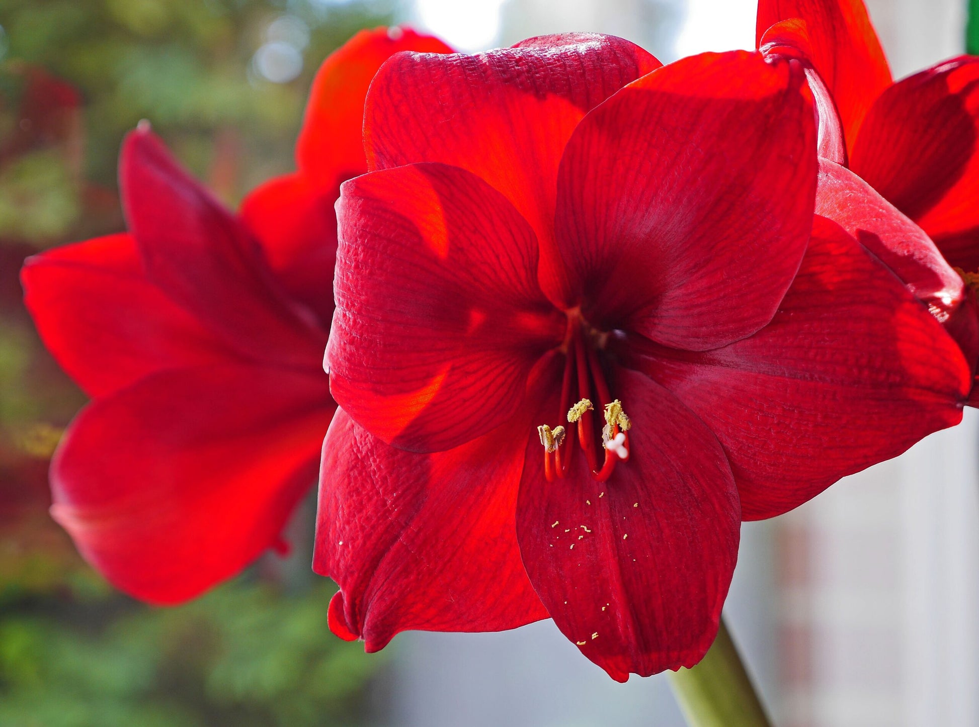 Taylors Bulbs Amaryllis Striped Christmas Star showing a close-up of a large, dramatic indoor amaryllis flower with vibrant red petals, a bold white star pattern, and a lime-green throat.