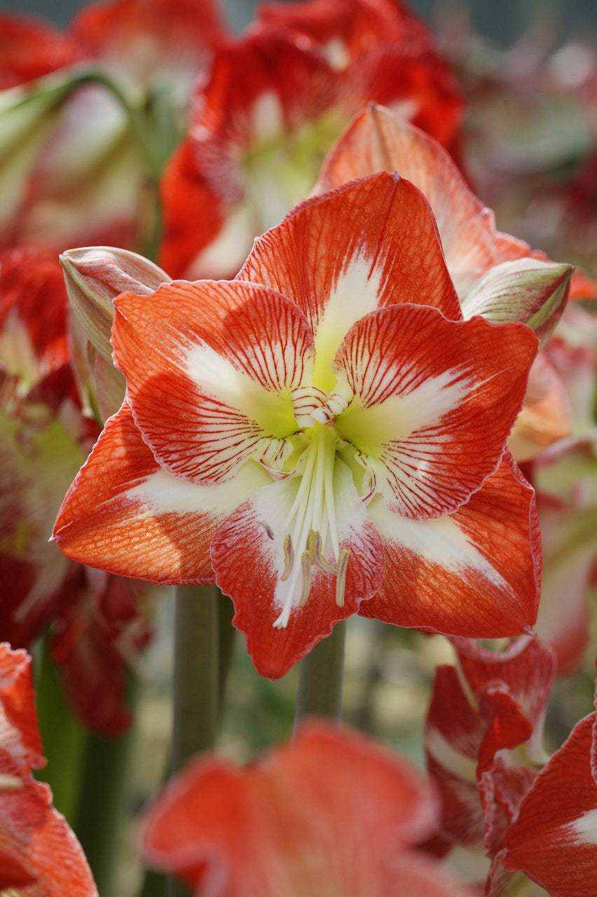 Taylors Bulbs Amaryllis Striped Christmas Star showing a close-up of a large, dramatic indoor amaryllis flower with vibrant red petals, a bold white star pattern, and a lime-green throat.