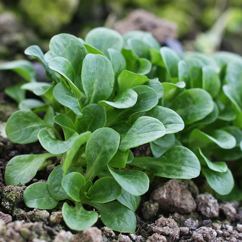 Fothergill's Lambs Lettuce Vit Vegetable Seeds