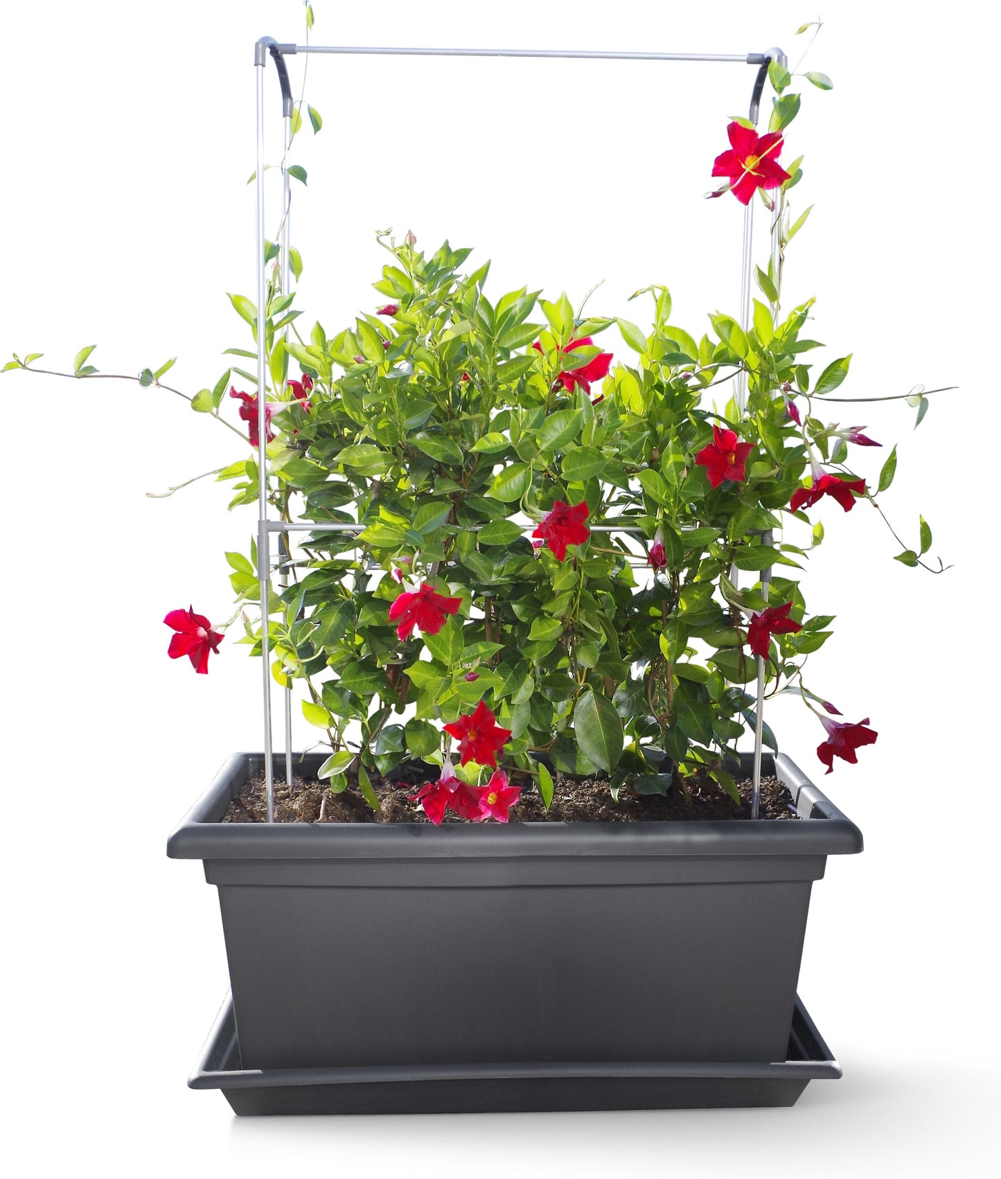 Gardenico Mobile Living Wall Kit Pot & Trellis