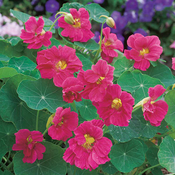 Fothergill's Nasturtium Jewel Cherry Rose Seeds