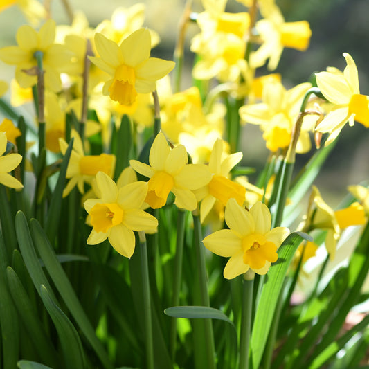 Taylors Bulbs Narcissus Tête-à-Tête showing a dense, vibrant cluster of blooming miniature yellow dwarf daffodils growing closely together on sturdy green stems.