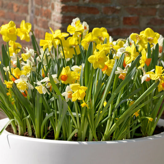 Narcissus Daffodil Mixed Species Bulk Value Nets (Pillow Nets)