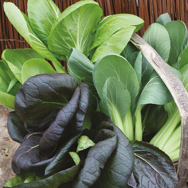 Fothergill's Pak Choi Colour & Crunch F1 Seeds