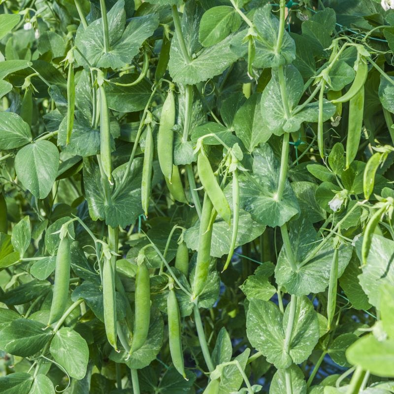 Fothergill's Pea Kudo Seeds