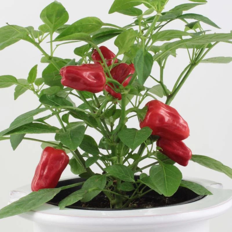 Fothergill's Pepper Hot Pot Seeds