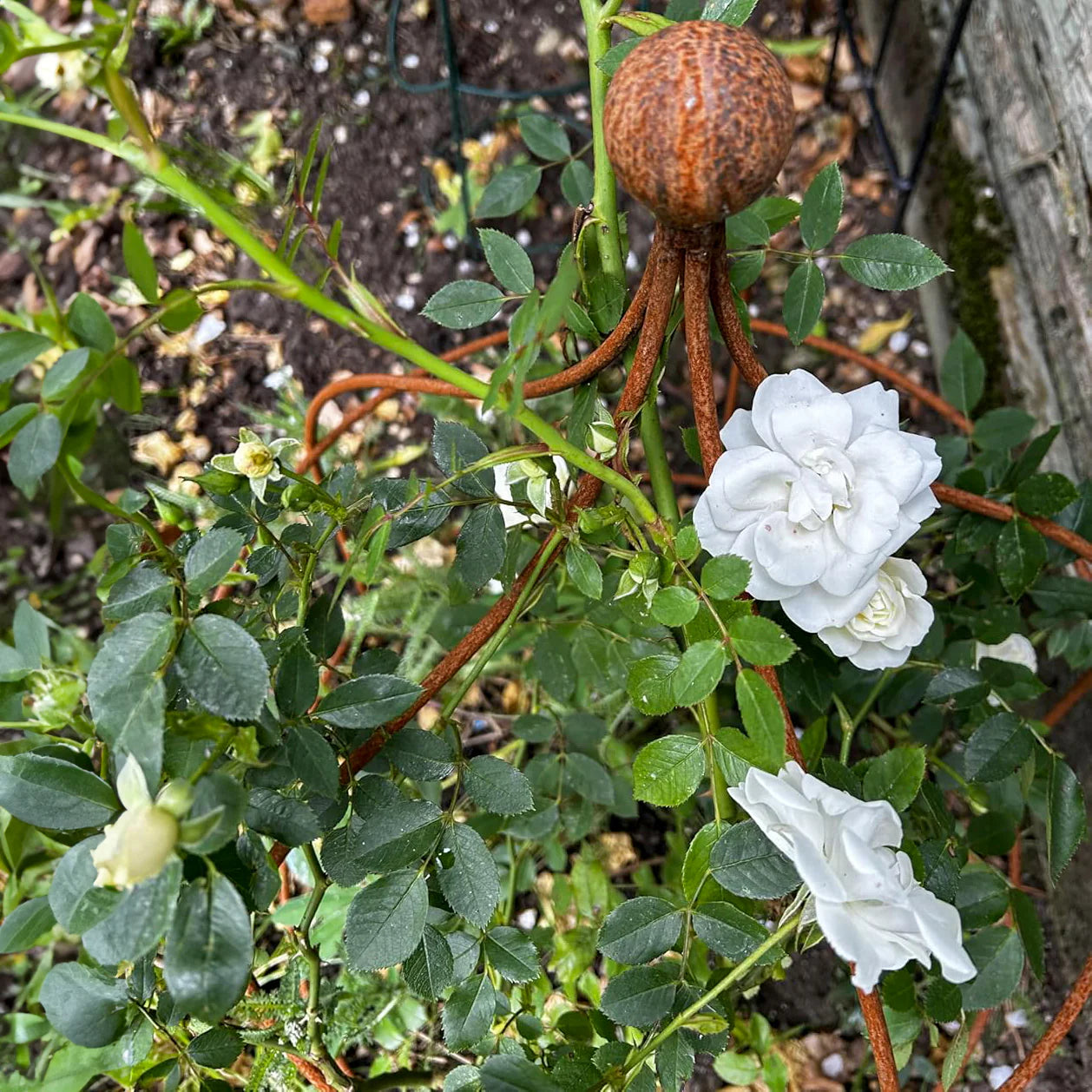 Poppy Forge Paris Cloche Plant Support