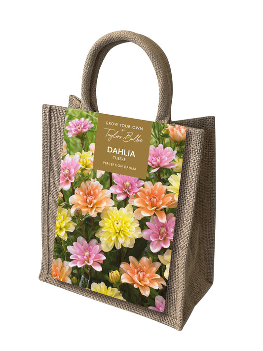 Taylors Bulbs Perception Dahlia Gift Bag