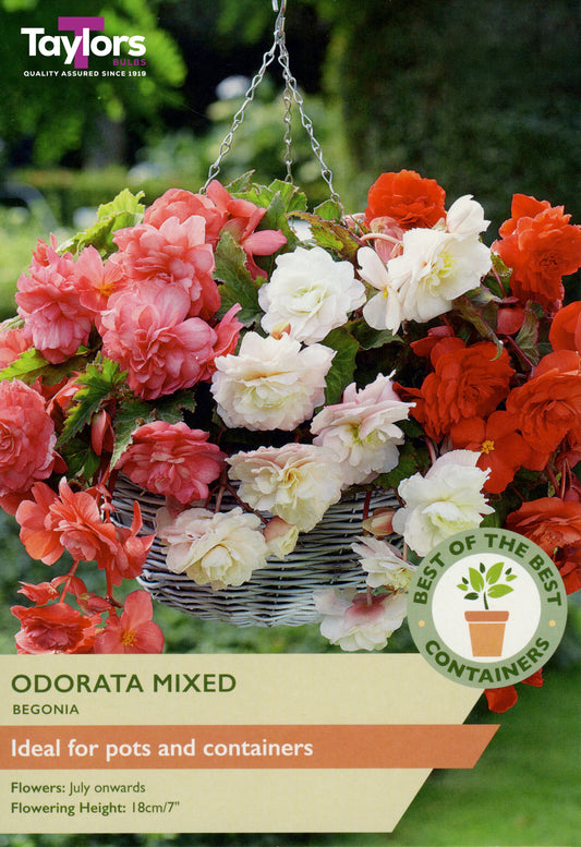 Taylors Bulbs Odorata Mixed Begonia