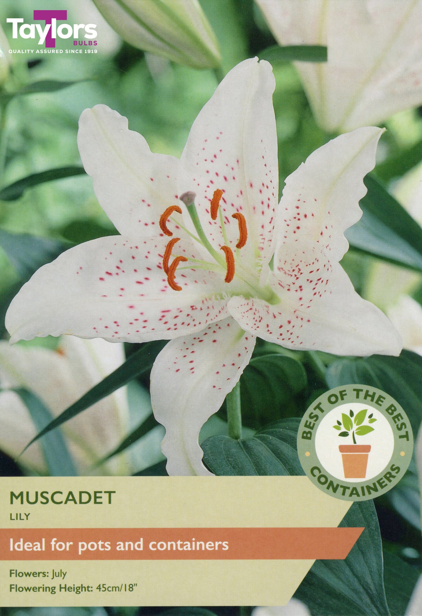 Taylors Bulbs Muscadet Lily