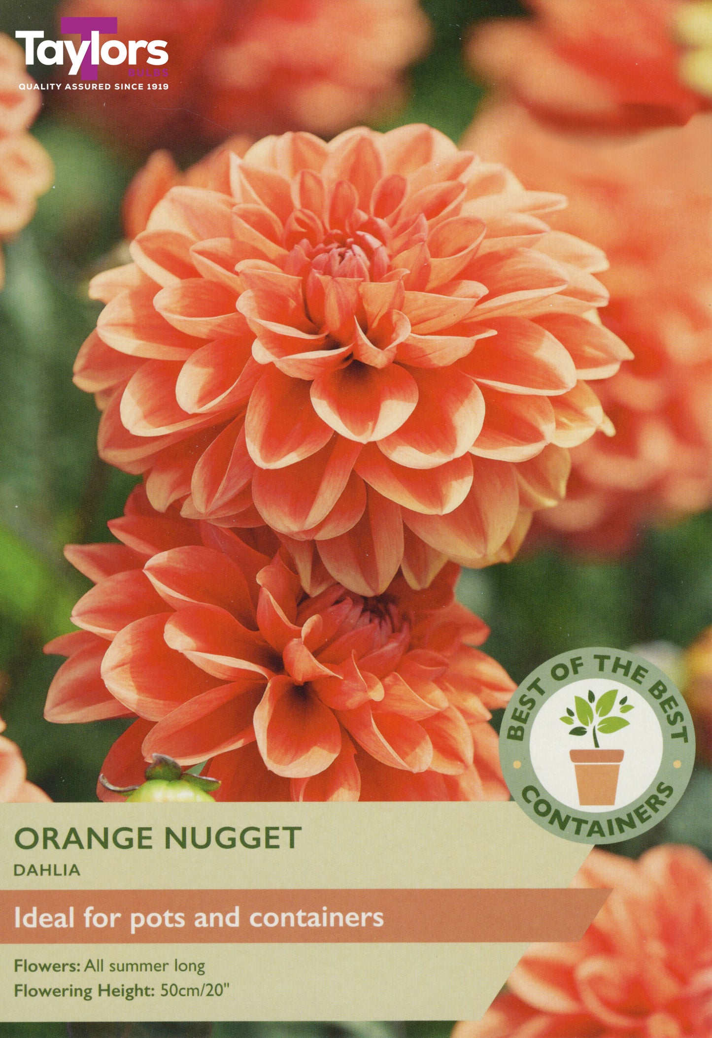 Taylors Bulbs Orange Nugget Dahlia