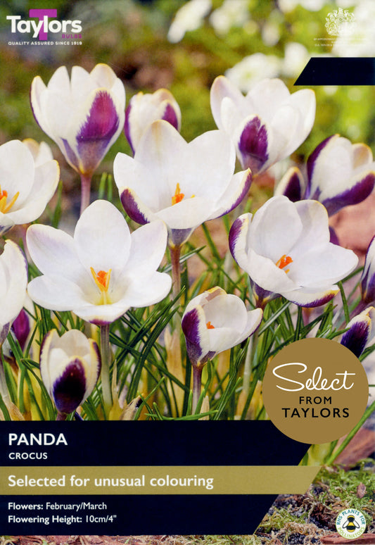 Taylors Bulbs Select Crocus Panda retail pack showing a cluster of blooming crocus flowers with brilliant white inner petals and bold dark purple exterior markings.