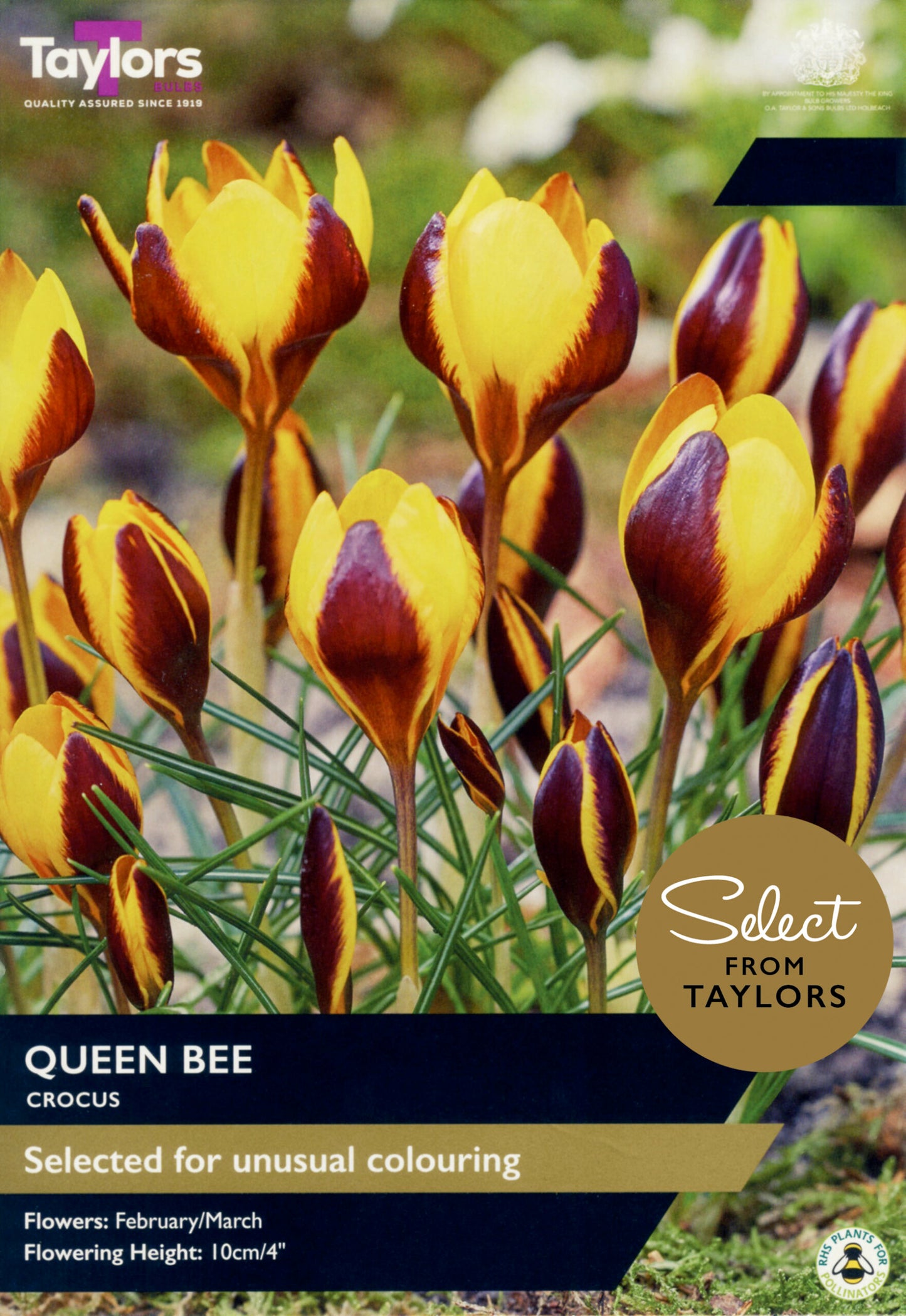 Taylors Bulbs Select Crocus Queen Bee retail pack showing a cluster of blooming crocus flowers with bright yellow inner petals and dark bronze-purple outer feathering.