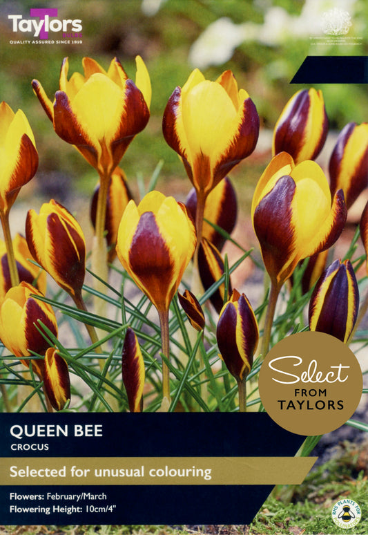 Taylors Bulbs Select Crocus Queen Bee retail pack showing a cluster of blooming crocus flowers with bright yellow inner petals and dark bronze-purple outer feathering.