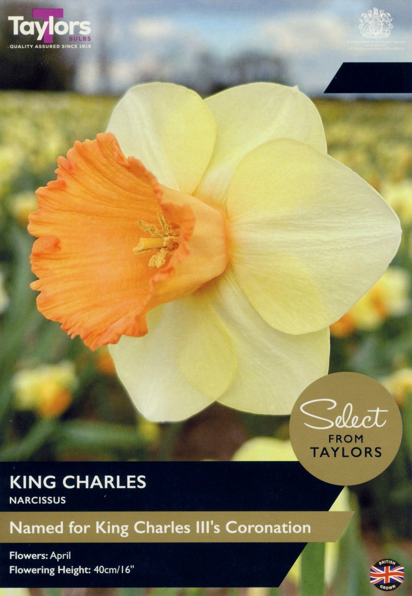 Taylors Bulbs - Narcissi King Charles - 12-14