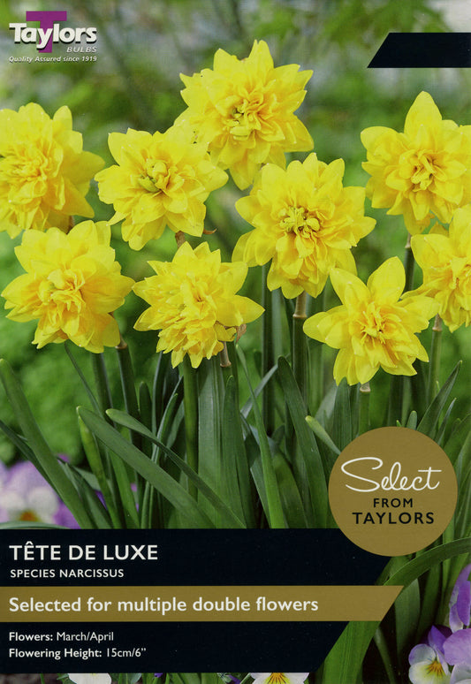 Select from Taylors Tete De Luxe Narcissus Daffodil Pre-Pack