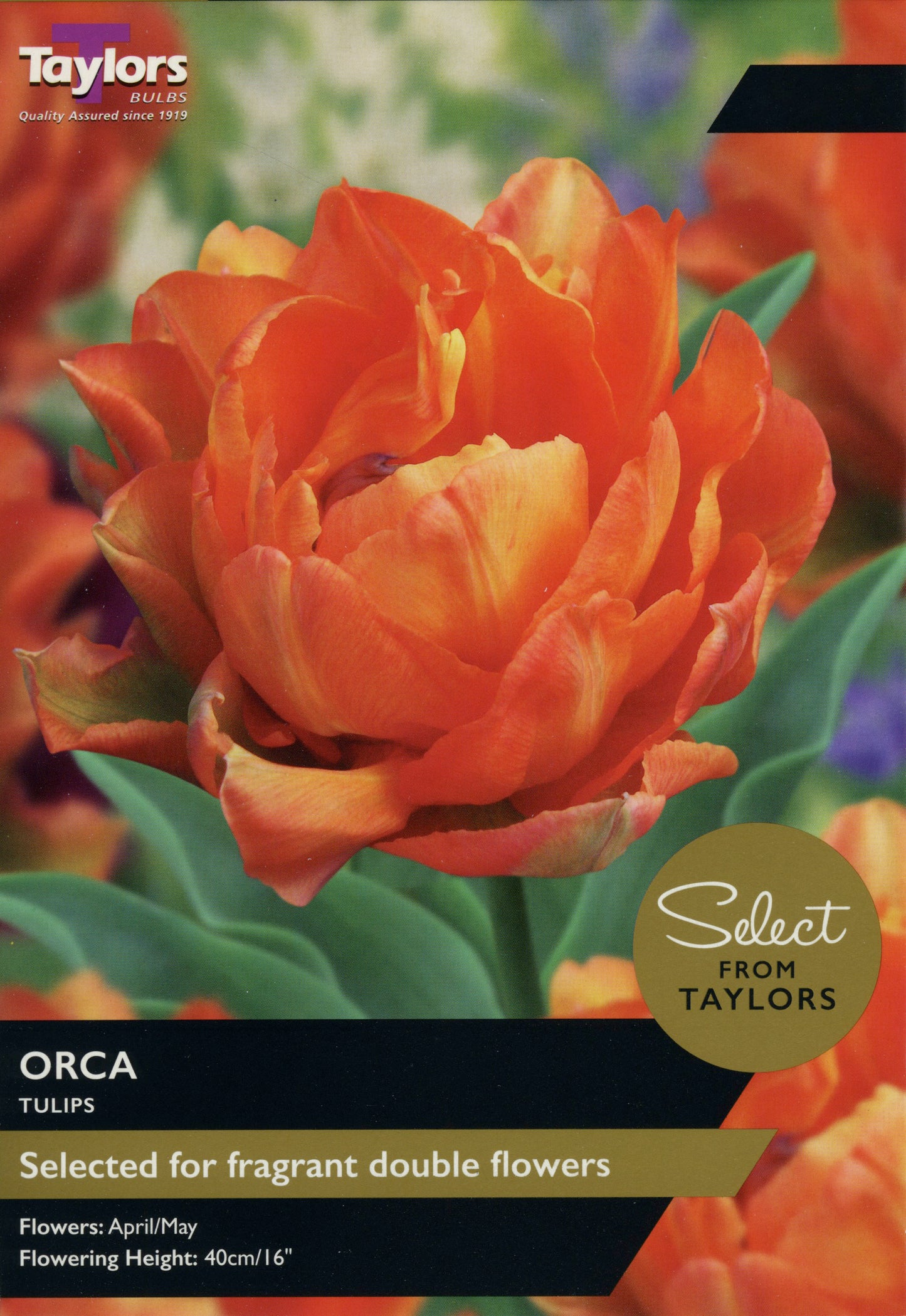 Select from Taylors Orca Tulips