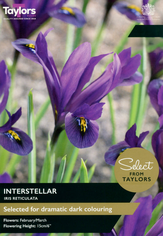 Taylors Bulbs - Iris Reticulata Interstellar