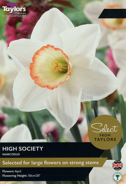 Select from Taylors High Society Narcissus