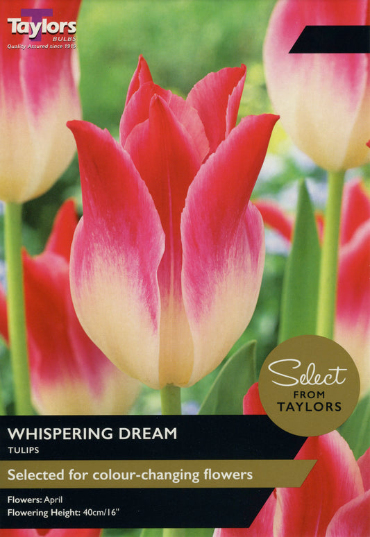 Select from Taylors Whispering Dream Tulip Pre-Pack