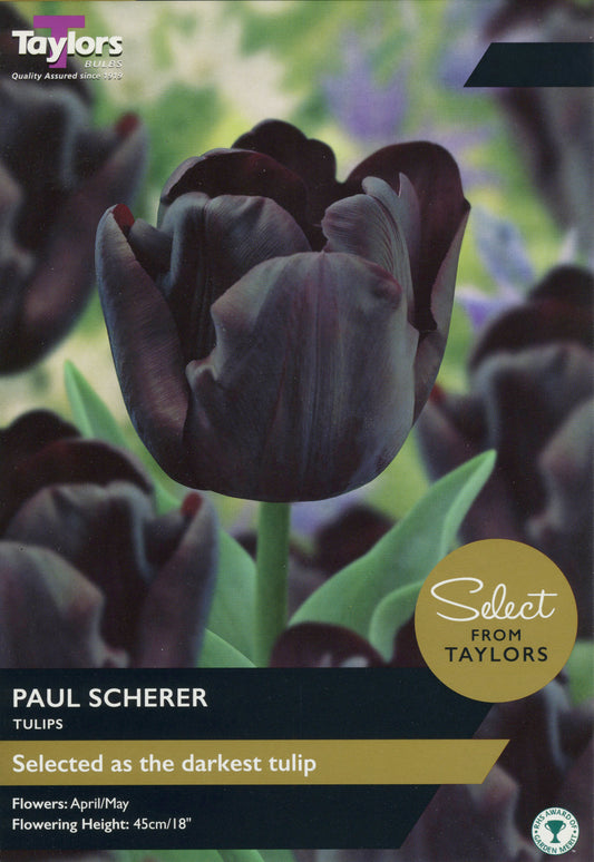Select from Taylors Paul Scherer Tulip