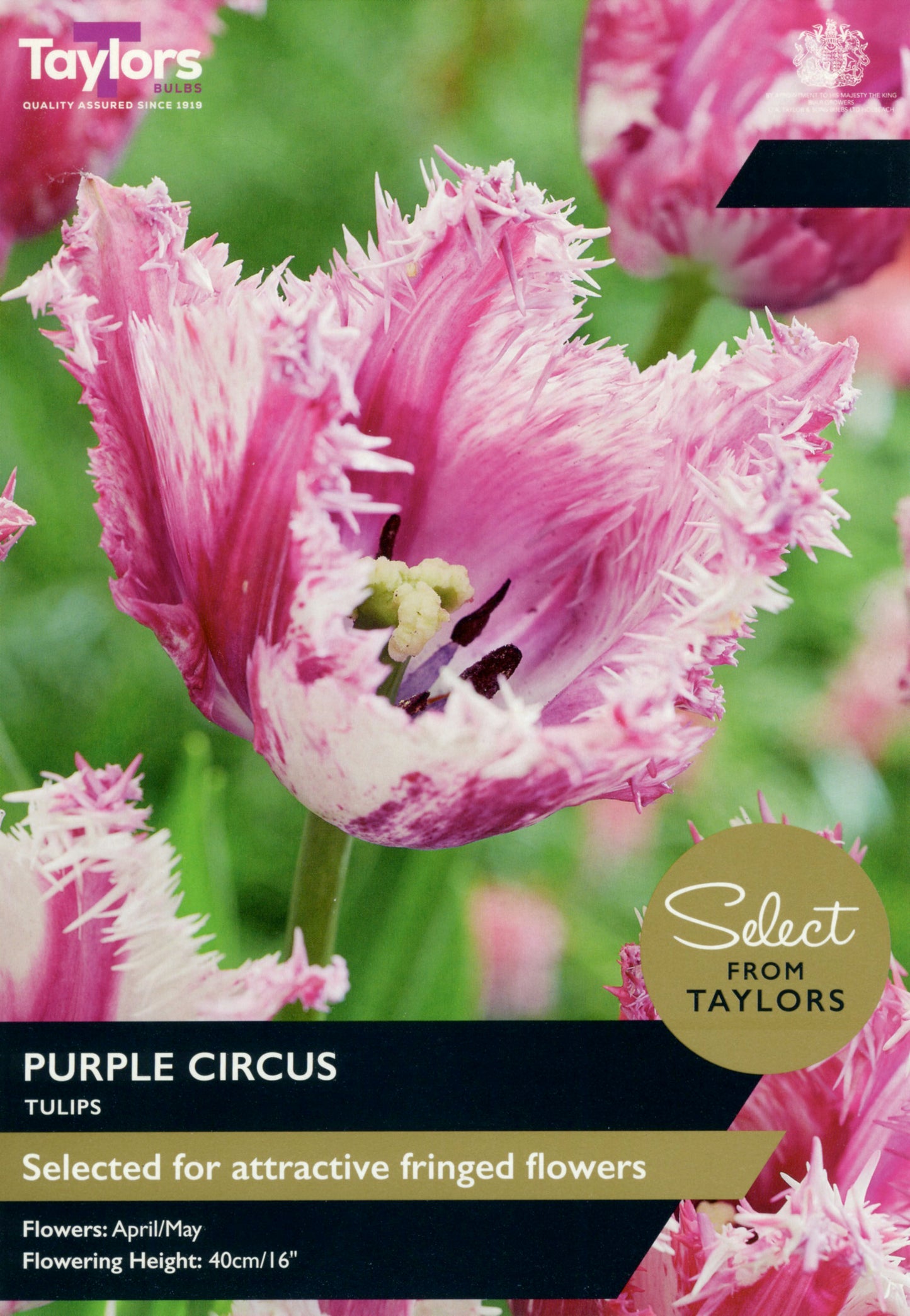 Taylors Bulbs - Tulip Purple Circus - 11-12