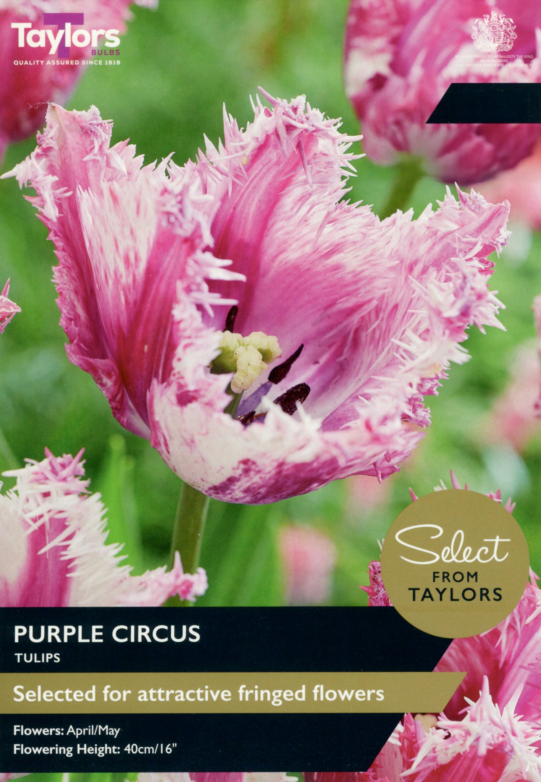 Taylors Bulbs - Tulip Purple Circus - 11-12