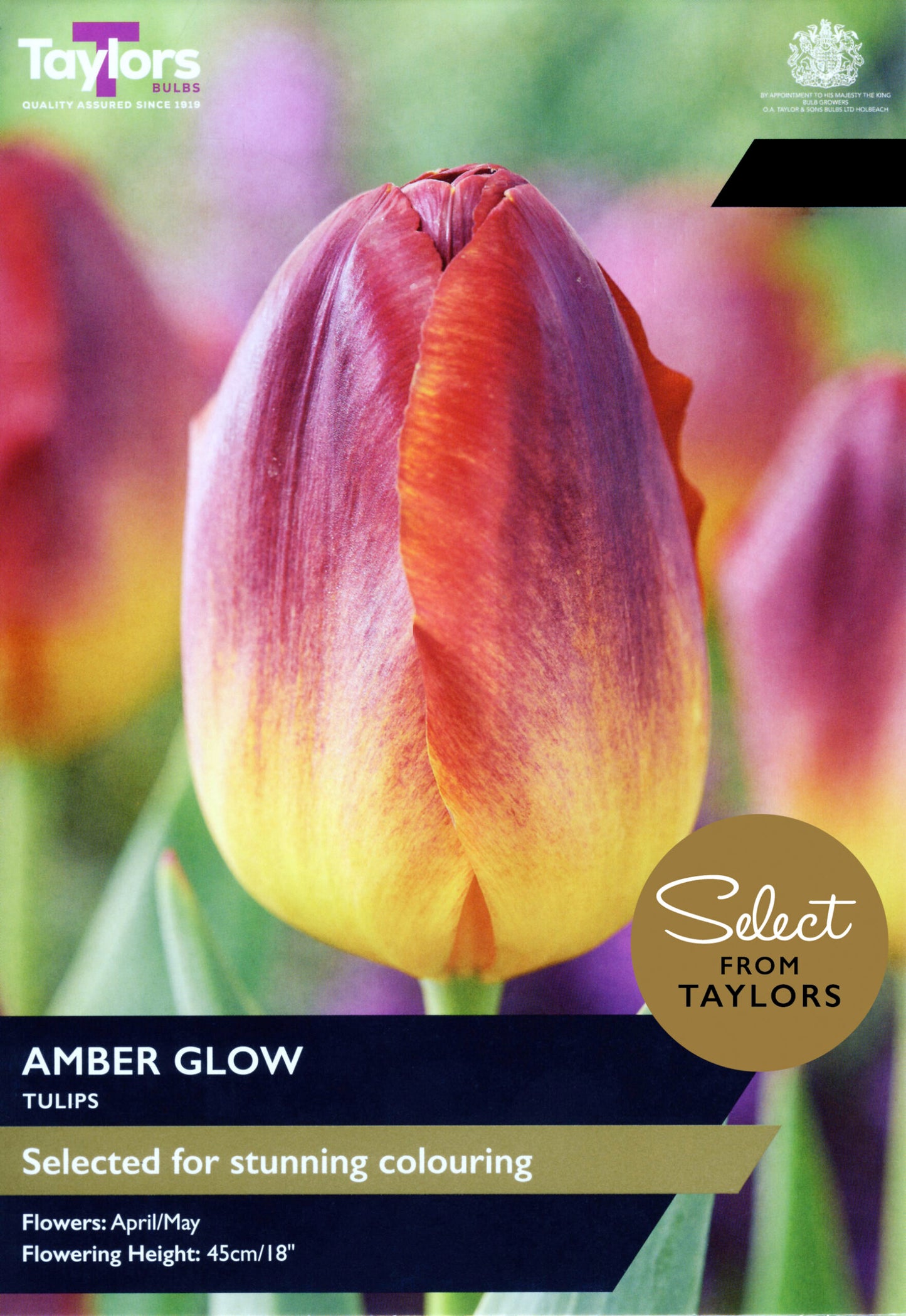 Taylors Bulbs Select Tulip Amber Glow retail pack showing a close-up of a large, elegant tulip flower with a glowing amber-yellow base blending into deep copper-red petals.