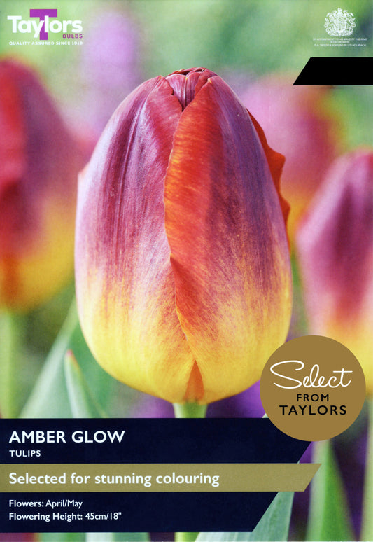 Taylors Bulbs Select Tulip Amber Glow retail pack showing a close-up of a large, elegant tulip flower with a glowing amber-yellow base blending into deep copper-red petals.